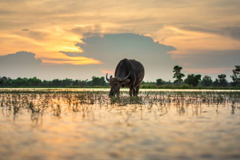 Privilégier les parcs nationaux pour découvrir les biodiversités birmanes